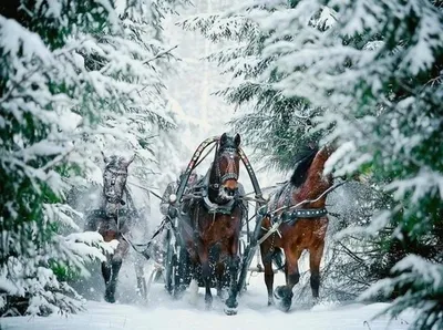 традиционная русская тройка лошадей в санях. лошади бегают по снежному  полю. Стоковое Фото - изображение насчитывающей группа, бег: 240379538