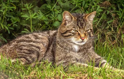 Тростниковый кот домашний - картинки и фото koshka.top
