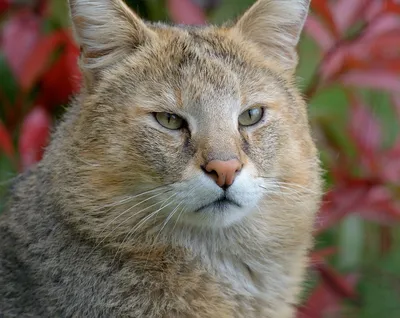 Ответы Mail.ru: как выглядят камышовые коты? (С ФОТО) и почему котов  называют камышовыми если камышевый кот это рысь по сути.