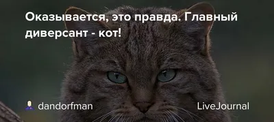 Малые кошки России | Журнал ОХОТА | Дзен