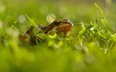 Фото Царевна-лягушка в 4K: наслаждайтесь каждой деталью