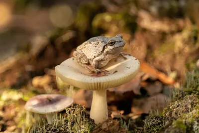 Фото Царевна-лягушка: история скрытая в красоте