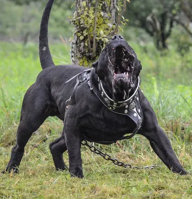 Преса Канарио Цербер: 11 тыс изображений найдено в Яндекс.Картинках | Big  dog breeds, Pitbull dog, Scary dogs