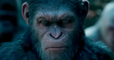 Планета обезьян: Война (Blu-ray) - купить с доставкой по выгодным ценам в  интернет-магазине OZON (256710049)