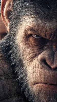 Планета обезьян: Революция в Кинозалах Триколора | TV Mag