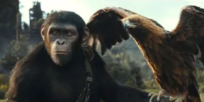 Цезарь против Кобы. Обезьяна не убьет другую обезьяну \"Но ты не обезьяна | Планета  обезьян Революция - YouTube