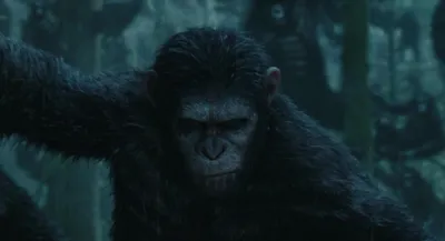 Планета обезьян: Война (2017, фильм) - «Обезьяны - сила. Он погиб от того ,  кого пощадил... Печально, что доверие не доверие. Ты позволяешь называть  себя шавкой ?! Ты же - обезьяна !!!, » | отзывы