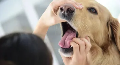 У собаки посинел язык: что делать владельцу? - vk-esperans.ru
