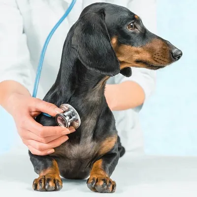 хроническая и острая сердечная недостаточность у собак симптомы и лечение у  ветеринара, препараты