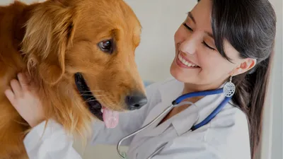 Кашель у собаки - причины и лечение