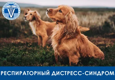Соскоб кожи у кошек и собак в Алматы