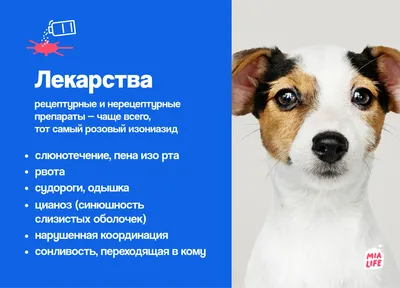 Почему у собаки синий язык: норма и отклонения, возможные заболевания,  первая помощь и лечение