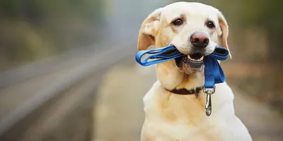 Ошейник против блох для собак синий купить в Киеве и Украине по низкой цене  | Zoomark