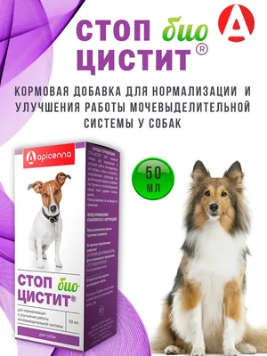Стоп-цистит для собак, таблетки, 20 шт., по 200 мг - купить с доставкой по  выгодным ценам в интернет-магазине OZON (1273684687)