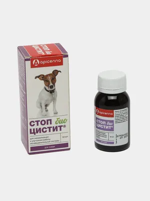 Цистит у собак: причины, симптомы, лечение - «Айболит Плюс» - сеть  ветеринарных клиник