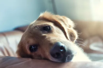 Цистит у собак: симптомы и лечение – проверено ветеринаром