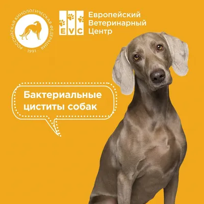 Стоп био цистит для собак Apicenna, 50 мл купить по низким ценам в  интернет-магазине Uzum