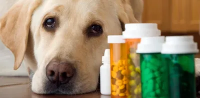 Цистит у собак: инфекции мочевого пузыря и мочевыводящих путей | Dog Breeds  | Дзен