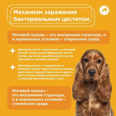 Стоп-цистит Био для собак, суспензия для приема внутрь, 50 мл - купить с  доставкой по выгодным ценам в интернет-магазине OZON (1273681795)