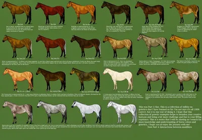 Основные масти лошадей: гнедая, вороная и рыжая масть. Цвета и окрас