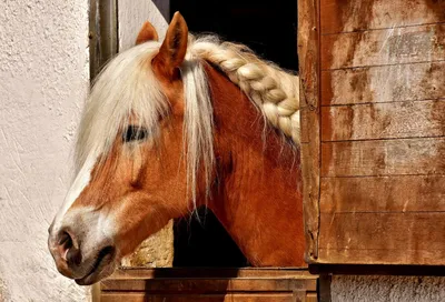 AzrMary_Photography - Какого цвета лошадь?… Цвет лошади правильно называть  МАСТЬЮ☺️ Масть лошади зависит от окраски волос на теле, а также гривы,  хвоста. Окраска лошади иногда зависит от возраста. Например, серые лошади  бывают