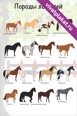 Соловый конь: описание и фото соловых лошадей - Кінний портал України