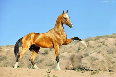 разноцветные лошади выстроились на темном фоне, цвета лошадей с  изображением, лошадь, цвет фон картинки и Фото для бесплатной загрузки