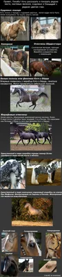Виды лошадей ;) | Пикабу
