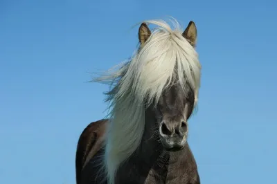Как определяют масть лошадей?