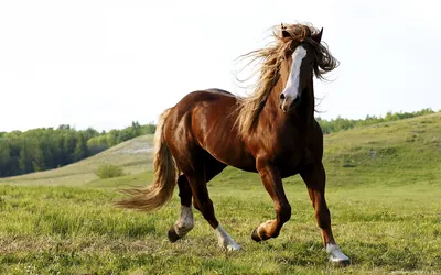 Люди увидели лошадь, меняющую цвет. Но их удивил её огромный размер