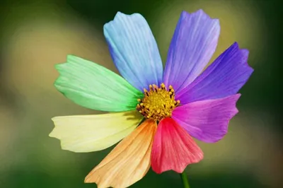 Фотоотчет Цветик-семицветик в разных форматах и размерах