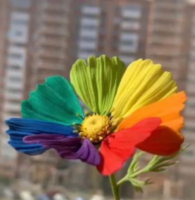 Фотоотчет Цветик-семицветик в разных разрешениях для вашего выбора