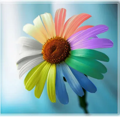 Фотографии Цветика-семицветика в формате jpg: бесплатно и в хорошем качестве