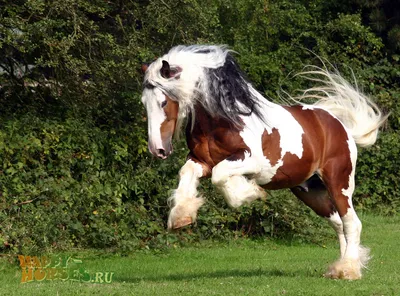 Цыганская упряжная лошадь фото 