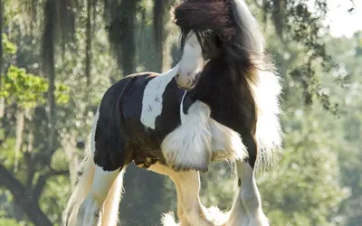 Цыганская упряжная лошадь фото фотографии