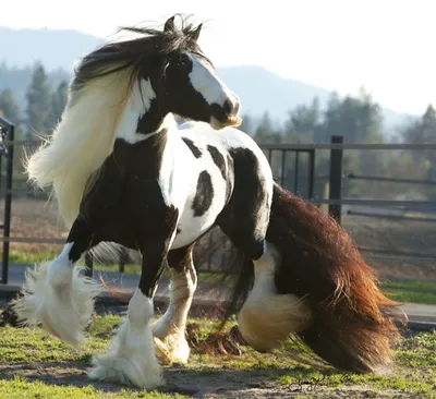 Лошади - это прекрасно... | Impressive World | Дзен