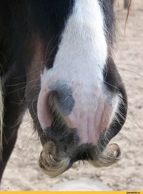 Цыганская упряжная лошадь — Тинкер | Лошадиные породы, Фотографии лошадей,  Лошадиные картины