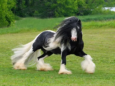 Цыганская упряжная лошадь с пушистыми…» — создано в Шедевруме