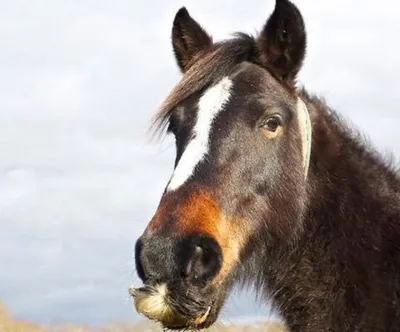 Почему никто не говорит о том, что лошади могут носить шикарные усы?