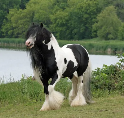 Оказывается, у лошадей тоже растут усы, и они шикарны | Mixnews