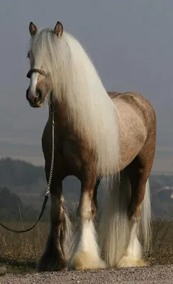 Тинкер лошадь арт - 69 фото
