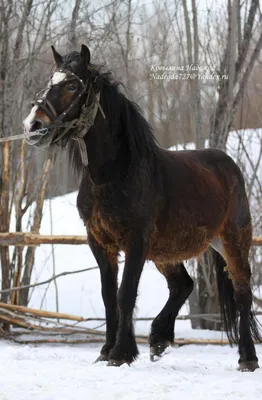 Цыганские кони фото 