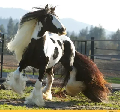 Цыганский конь. :: Валерий Гудков – Социальная сеть ФотоКто