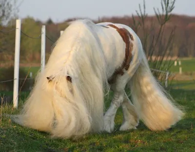 Цыганский Ваннер лошадь (64 фото)