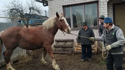 Красивый цыганский конь в таборе на…» — создано в Шедевруме