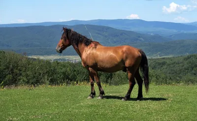 Гиганты конного мира: Ирландский коб. Цыганская легенда с берегов Альбиона