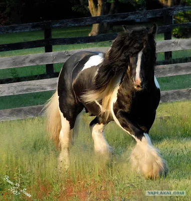 Цыганская лошадь стоковое фото. изображение насчитывающей строя - 99077820