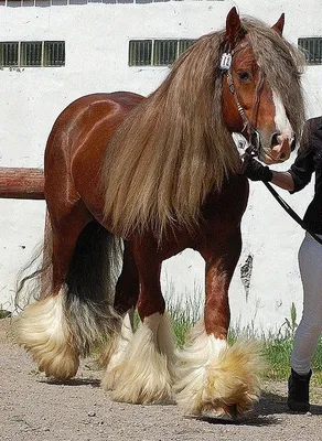 Цыганская лошадь тинкер Ирландский …» — создано в Шедевруме