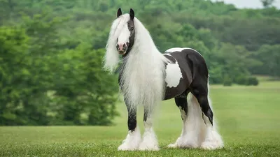 Знакомьтесь, Цыган 🙂 Самый взрослый, самый умный, самый гордый конь в  нашей команде. Вожак табуна и просто красавчик. Обожает… | Instagram