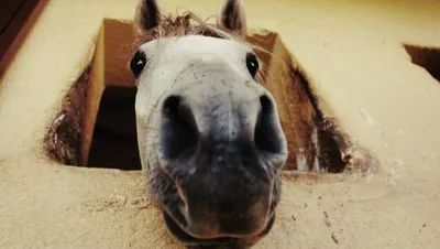 Пин от пользователя David Königsmark на доске Horses / Mules / Donkeys /  Burros | Цыганская лошадь, Красивые лошади, Лошадиные породы
